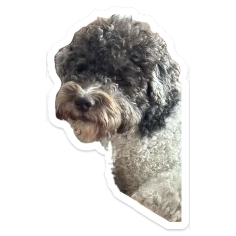 Zarlo